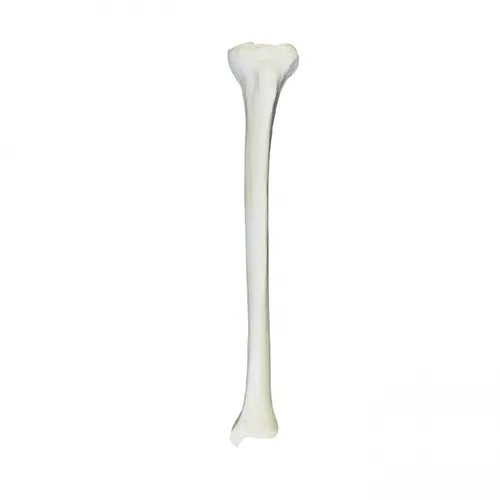 Right Tibia With Cancellous Material And Medullary Canal