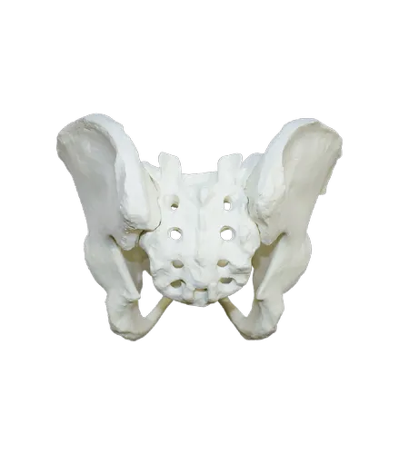Full Pelvis With Sacrum