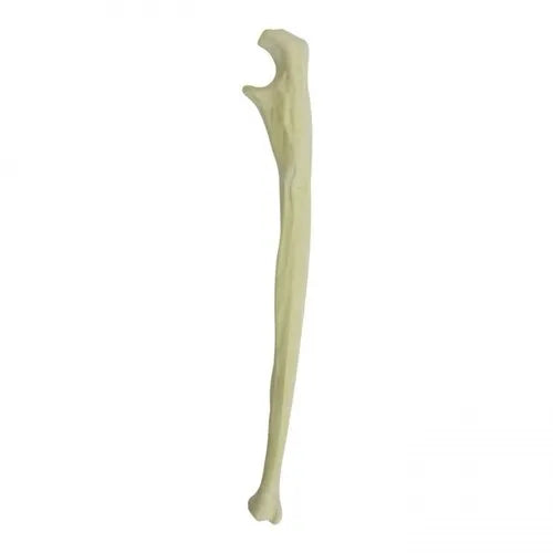 Human Left Ulna