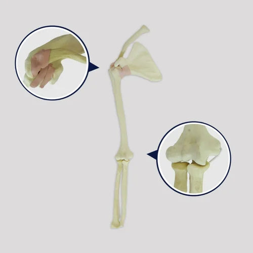 KKI 9900- Right Shoulder Elbow Saw Bone