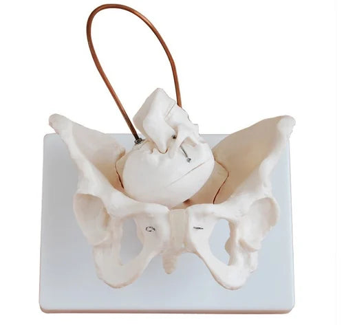 Birth Demonstration Model