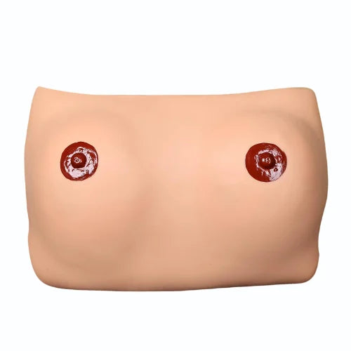 Breast Examination Nursing Model