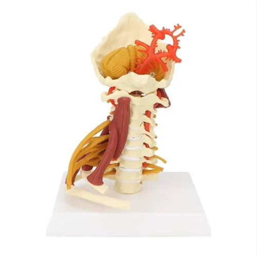 Cervical Spine Model