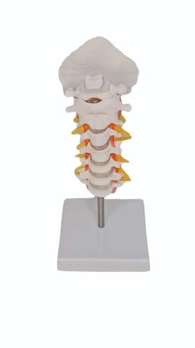 Cervical Spine With Occipital