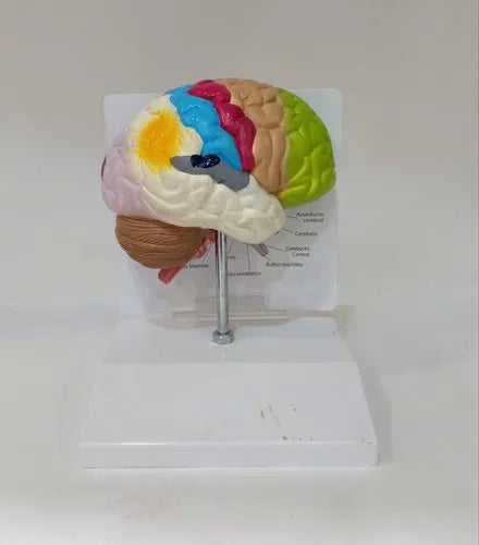 Coloured Brain Model