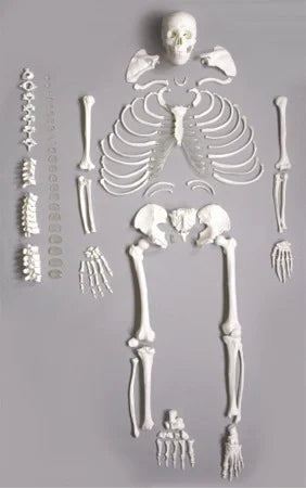 Deluxe Human Disarticulated Skeleton Model