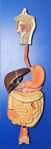 Digestive System Model