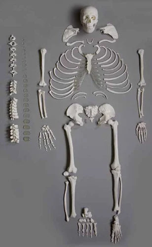 Disarticulated Skeleton Model