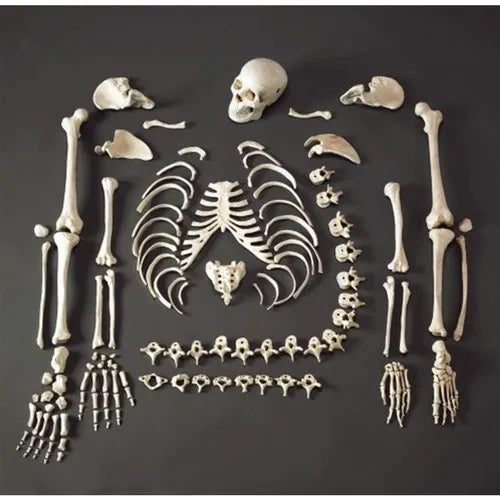 Kay Kay Disarticulated Human Skeleton