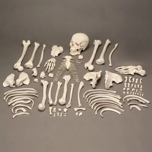 Disarticulated Skeleton Bone Set For Medical Students