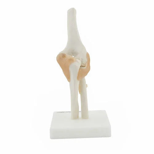 Elbow Joint Model