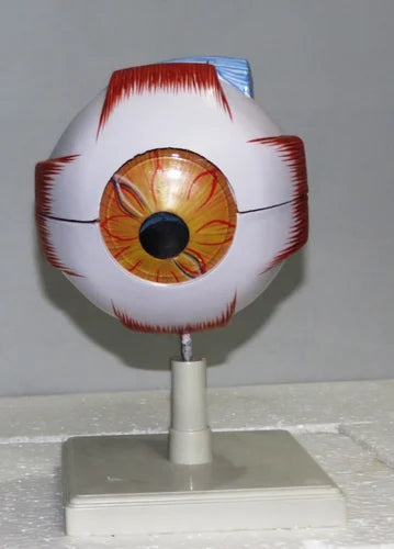 PVC Eye Model