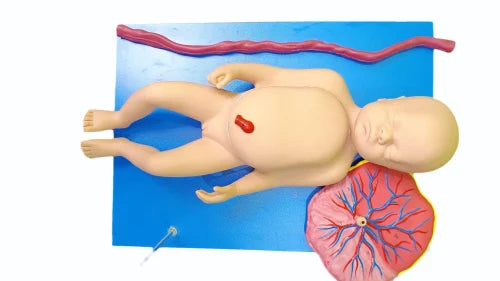 Fetus With Viscera And Placenta Model