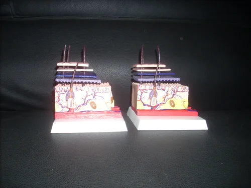 Skin Anatomical Model