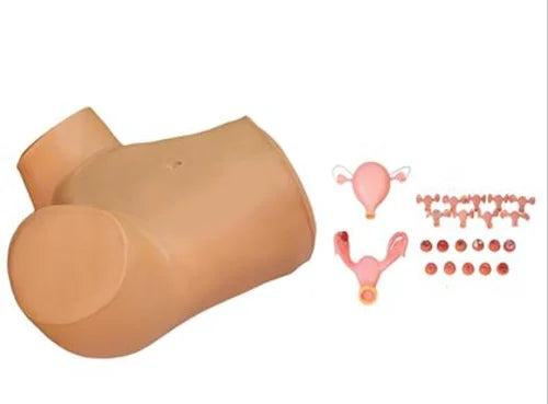 Gynaecological Examination Model F30S