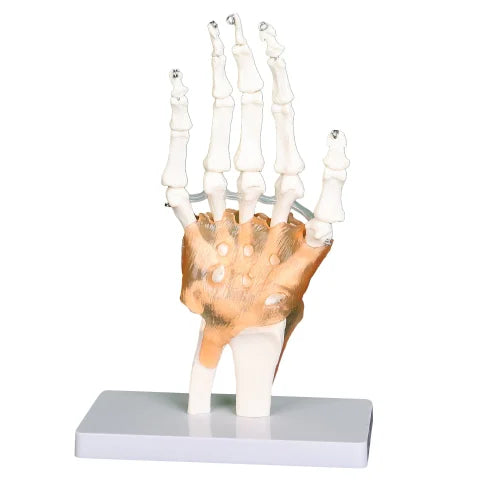 Hand Joint With Ligaments Model