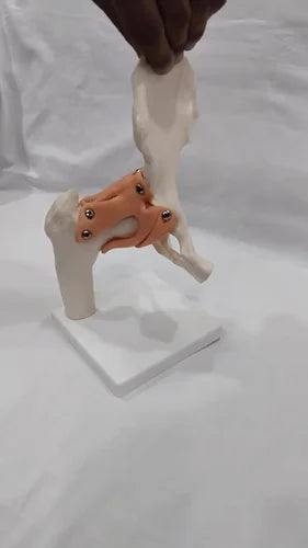 Hip Joint Model