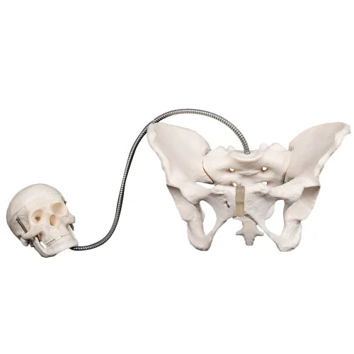 Human Female Pelvis With Fetus Model