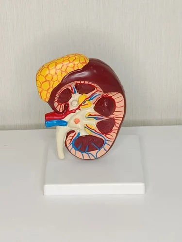 Human Kidney Model with Adrenal Gland