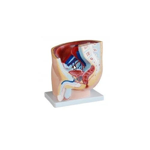 Human Male Pelvis Section Model