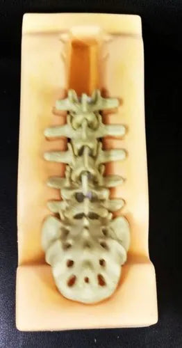 Lumbar Sacrum Bone with Holder Model