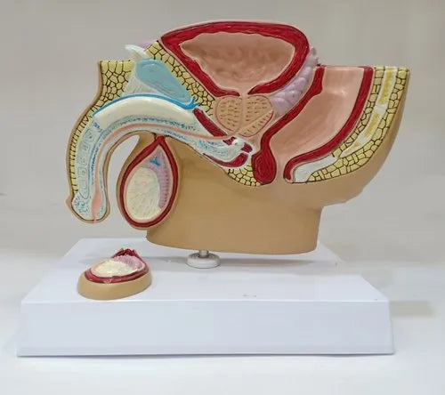 Male Pelvis Section Model