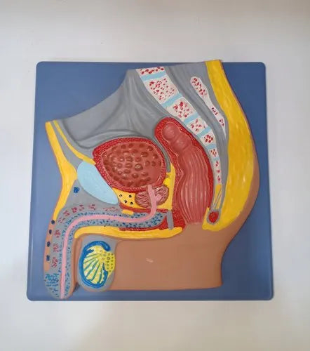 Male Pelvis Section Model