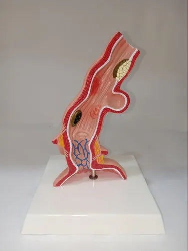 Plastic Oesophagus Model