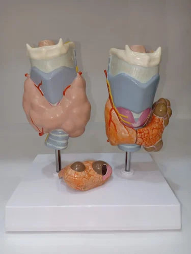 PVC Thyroid Model