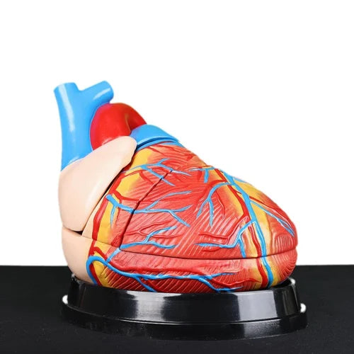 Jumbo Heart Model