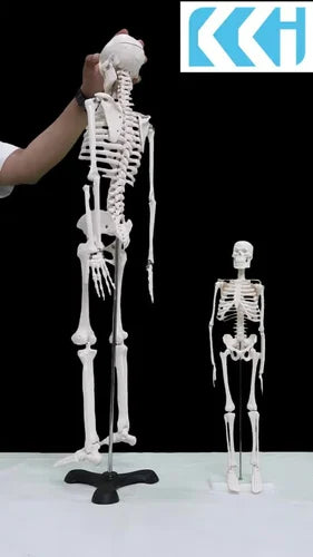 PVC Human Skeleton Model