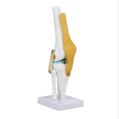 KKI-111 Knee Joint Model with Ligaments