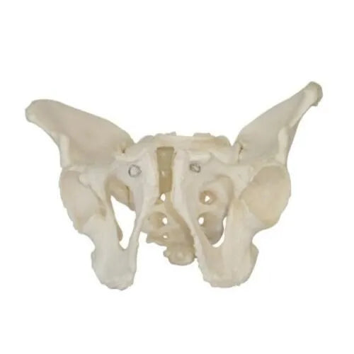 KKI-123 Adult Male Pelvis
