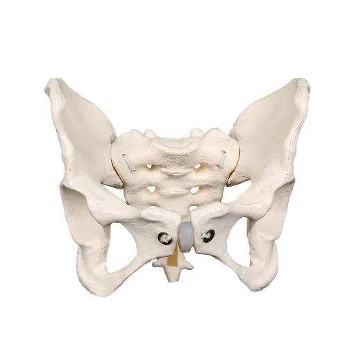 KKI-124A Flexible Adult Female Pelvis