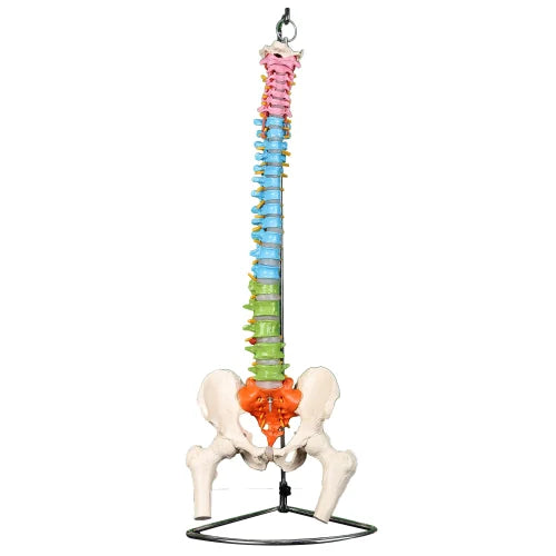 KKI-126A Life Size Spine Coloured