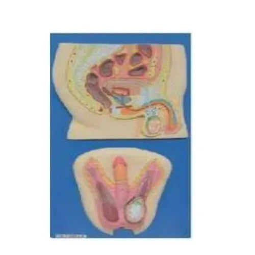 KKI-1304 Male Reproductive System