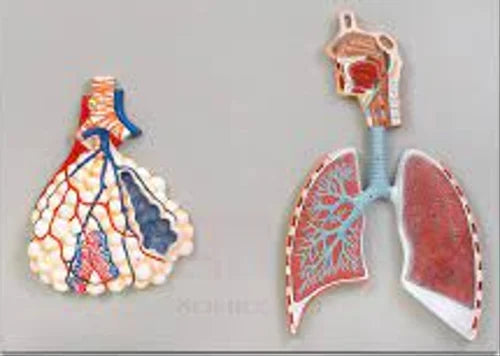 KKI-1306 Respiratory System Model