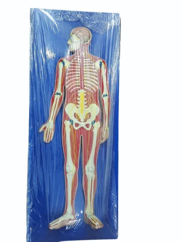 KKI-1307 Nervous System Model