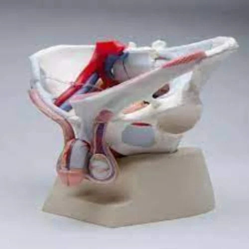 KKI-15107-2Male Pelvis With Genital And Vascular Nerve Model