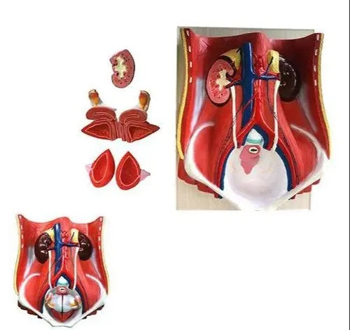 KKI-333 Urinary System Model