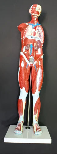 KKI-A11301/1 Male Muscular Figure78 CMS