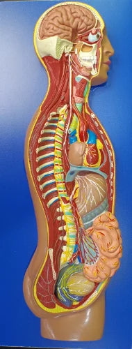 KKI-A180HSymphatetic System Model