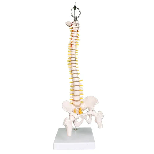 KKI-Flexible Spine Model