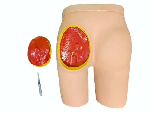 KKI-H-1031 Buttocks Intramuscular injection & Anatomic Structure Simulator
