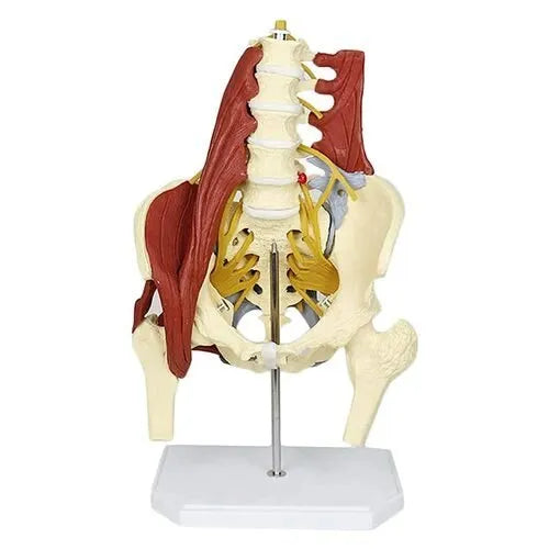 KKI-Lumbar Spine Bone With Muscles