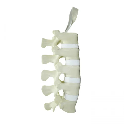 KKI5011 Lumbar Spine Saw Bone