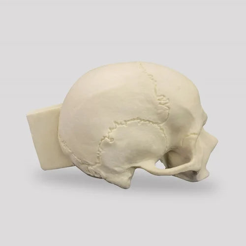 KKI9008 - Skull with Longitudinal Cut