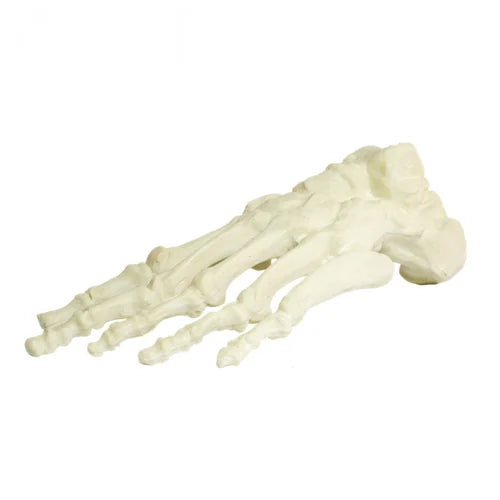 KKI1006 -Left Foot Saw Bone