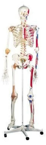 PVC Skeleton Models With Muscles And Ligaments