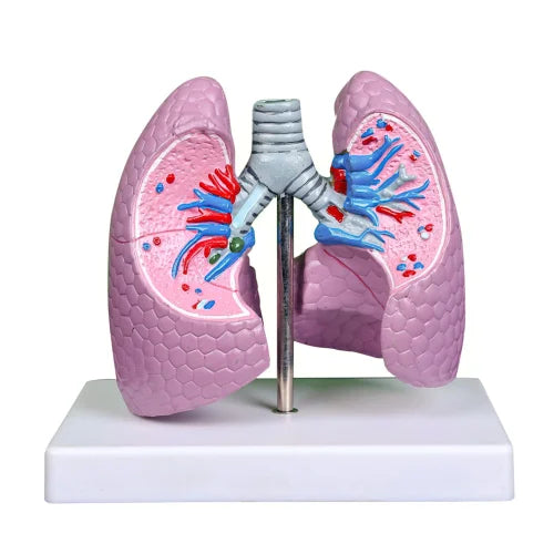 Lung Pathological Model